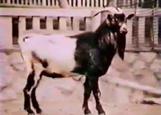 Nice wild goats are trying to fuck